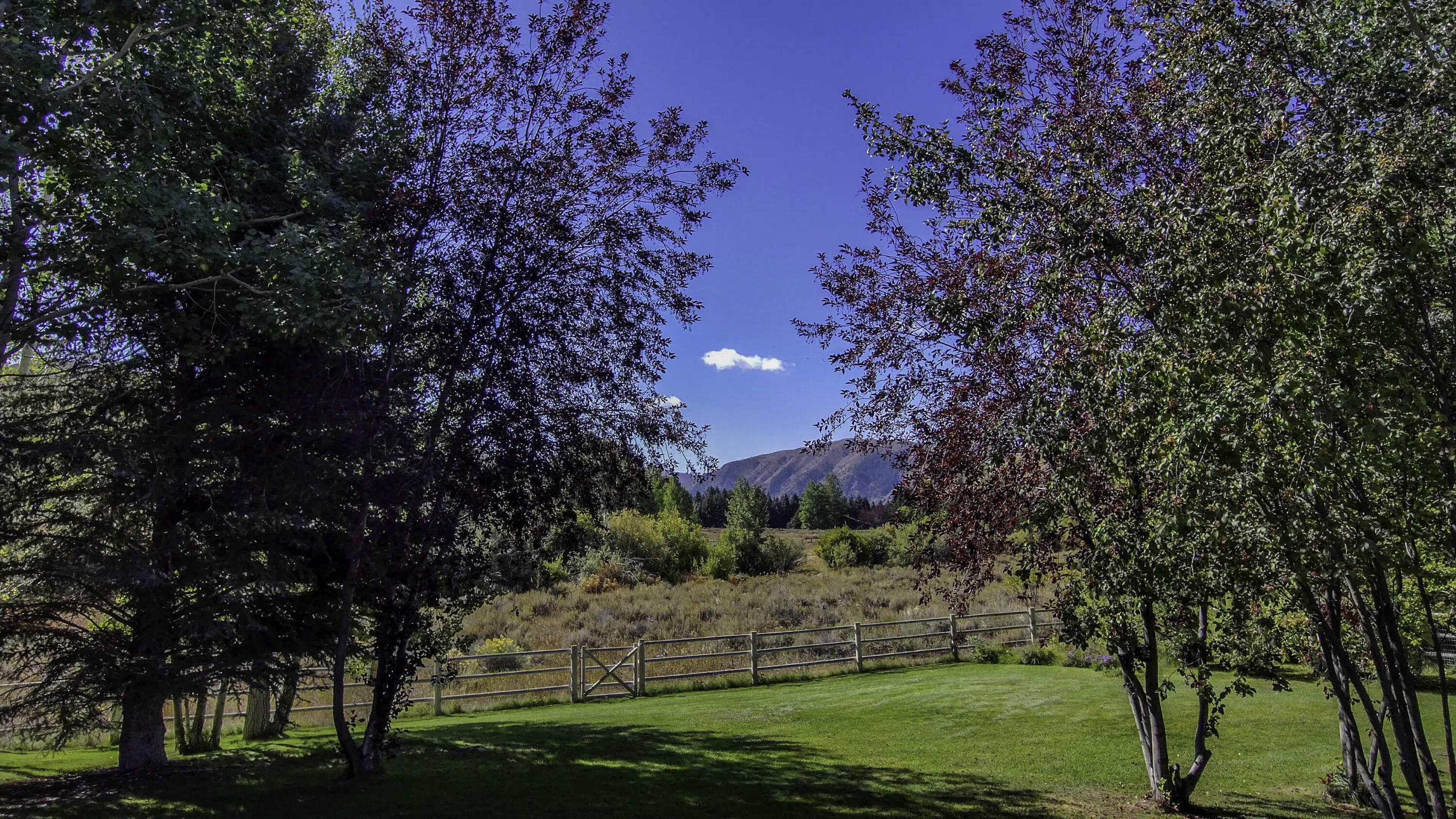 View from the backyard