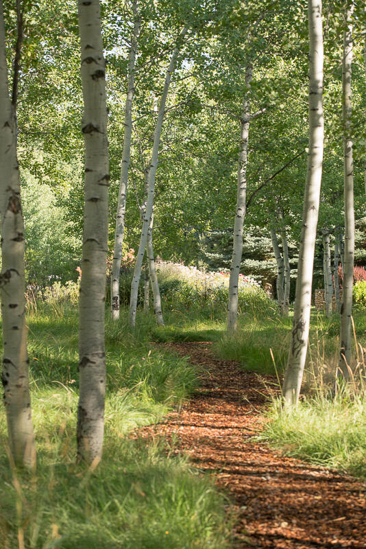 Walk through the aspens