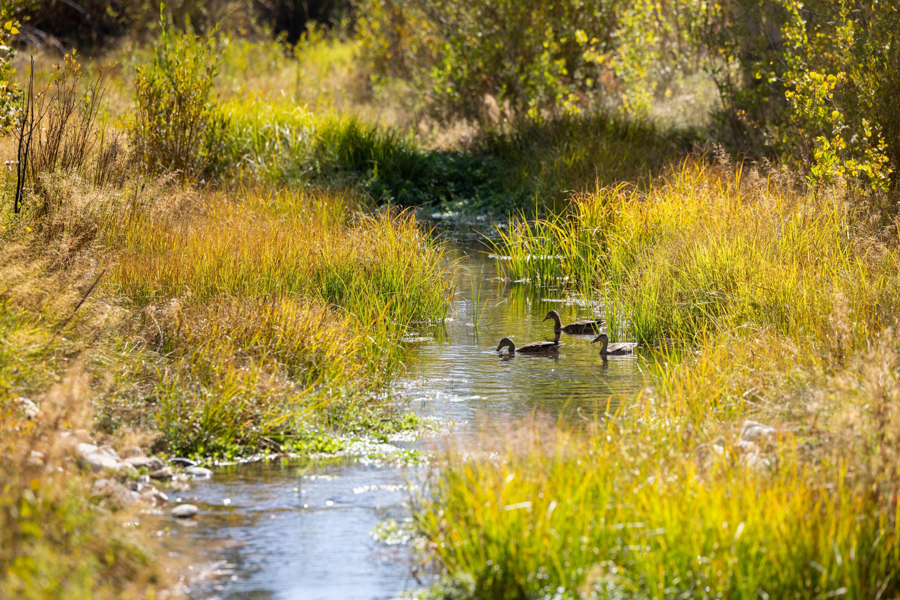 Blaine County, Idaho 83333, United States, 7 Bedrooms Bedrooms, ,7 BathroomsBathrooms,Residential,Active,153885