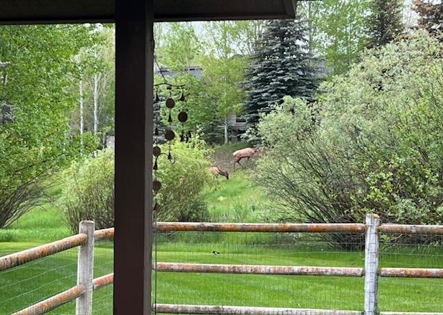 Elk in yard