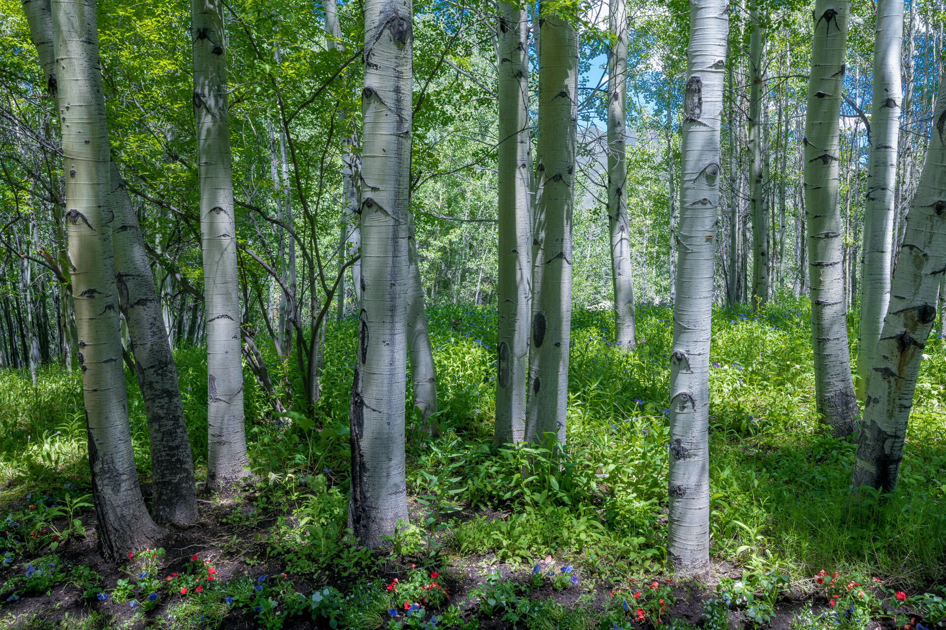 Sun Valley, Idaho 83353, United States, ,Land,Active,216942