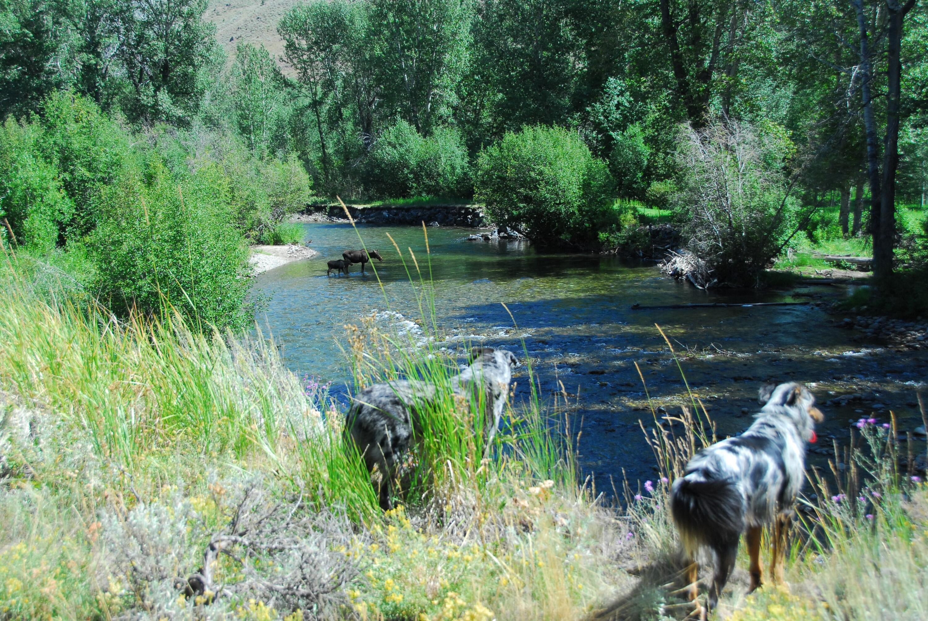 Great for animal lovers