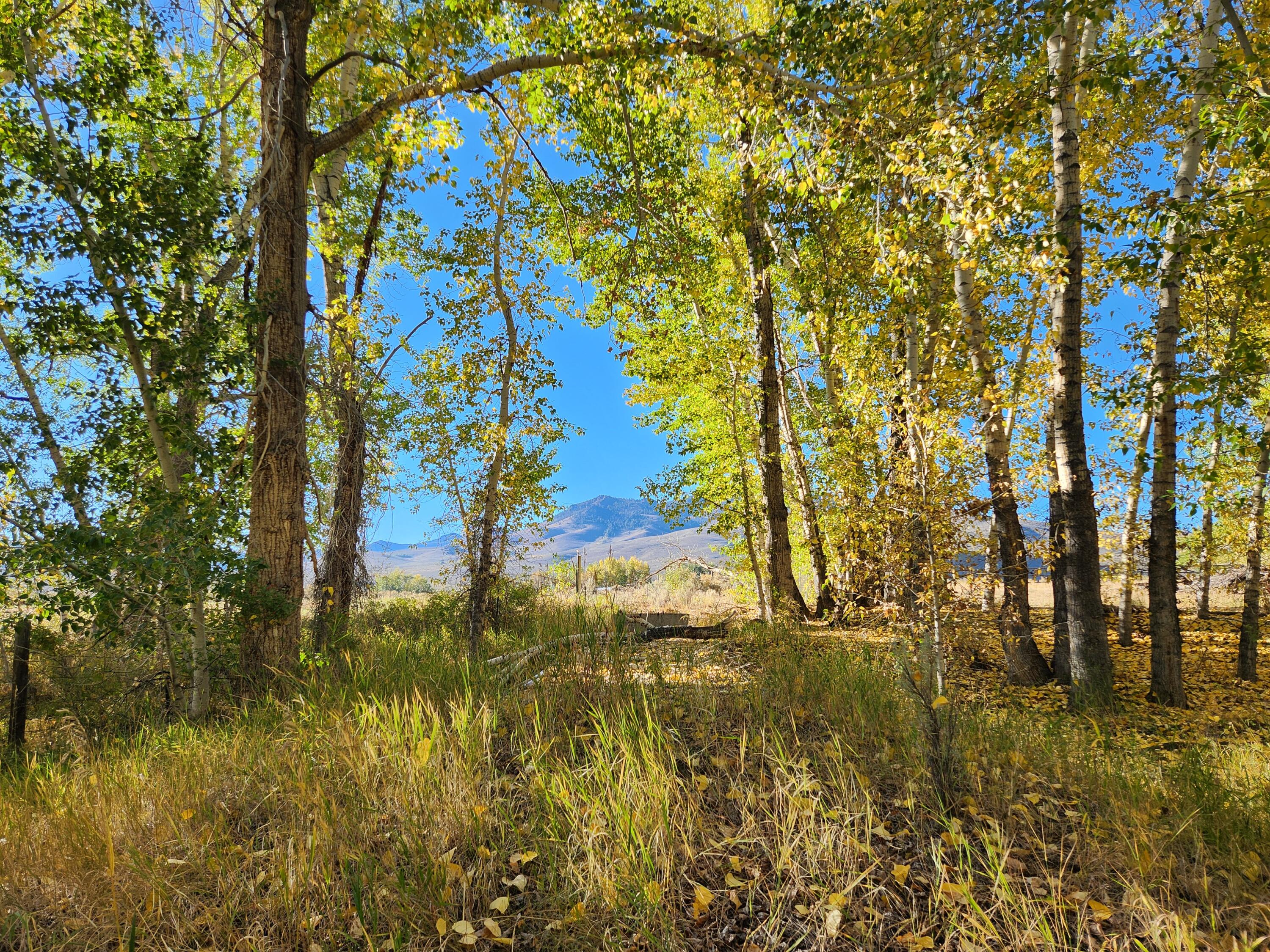 Looking South Out of Lot