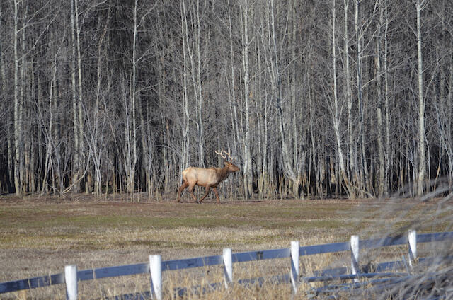 Elk