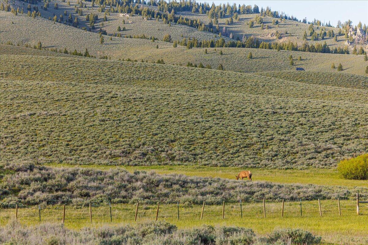 1000 Nip N Tuck, Stanley, Idaho image 25