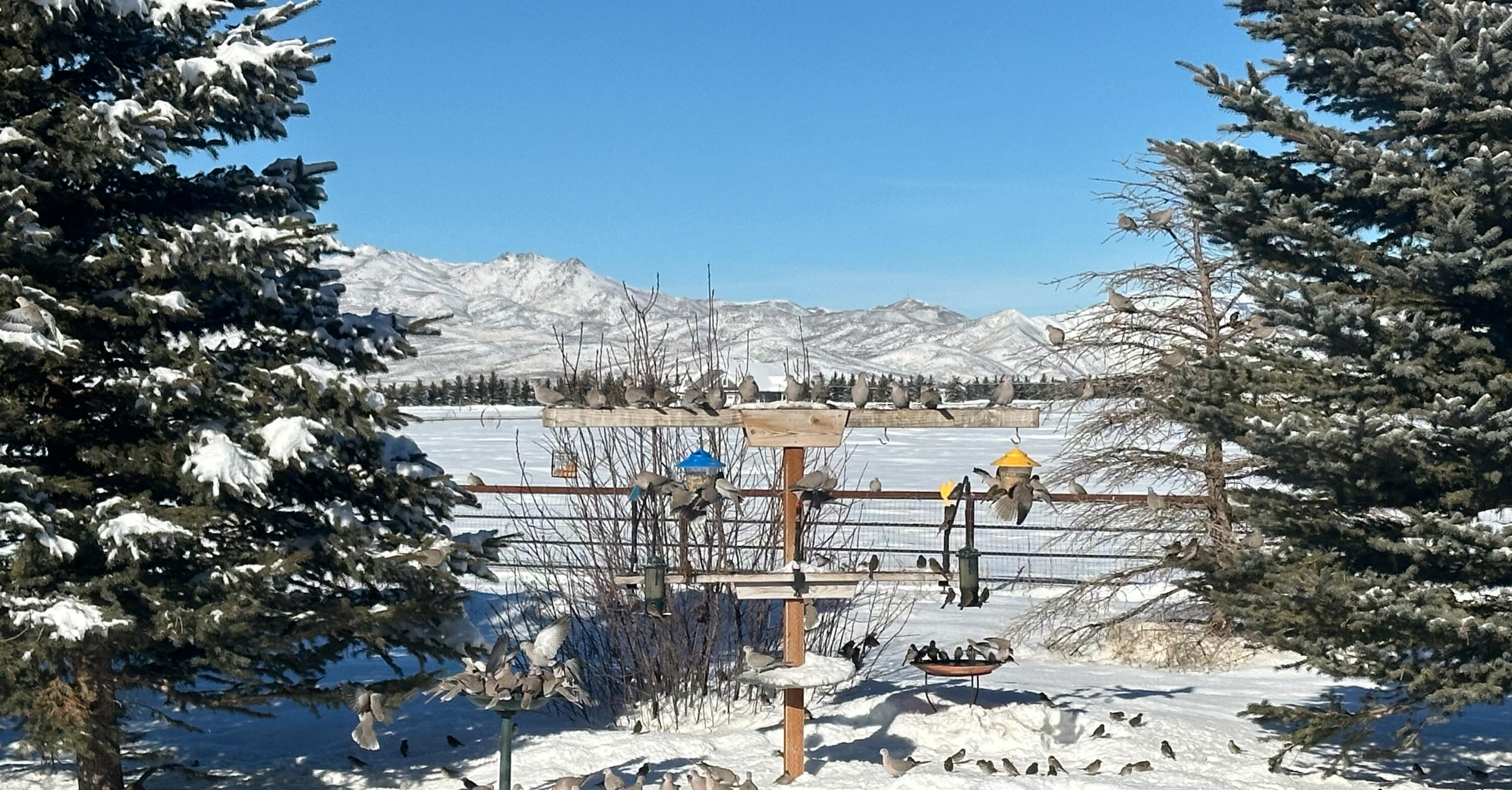 Northern Winter Views