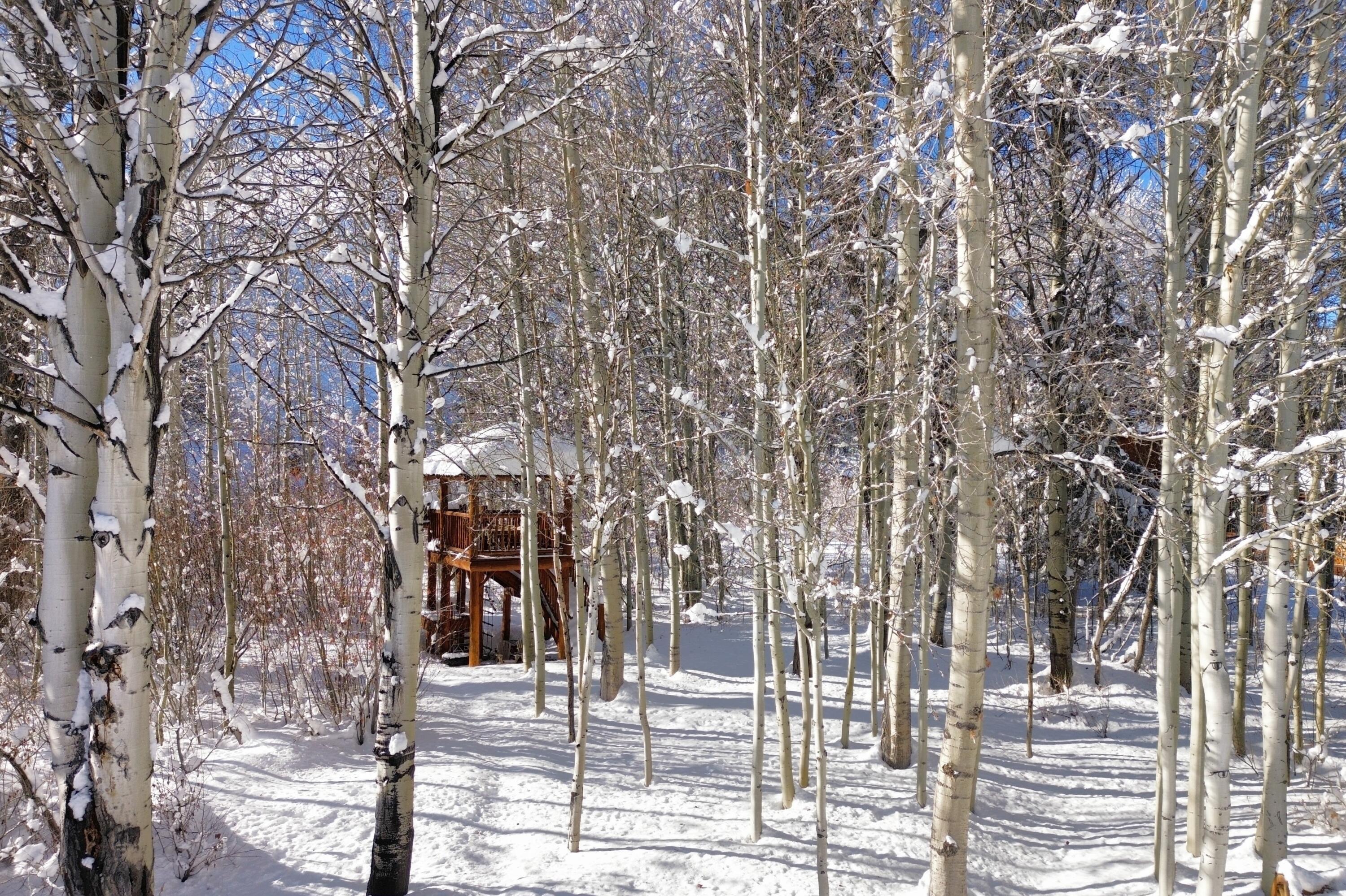 Winter in the backyard