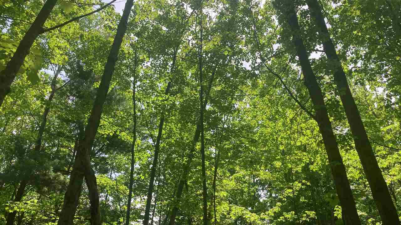 Kalkaska, Michigan 49676, United States, ,Land,Active,174178