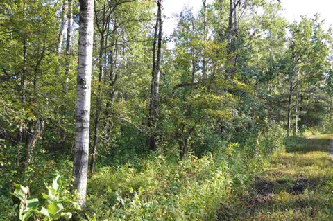 Photo for 0 Cedarwood Court