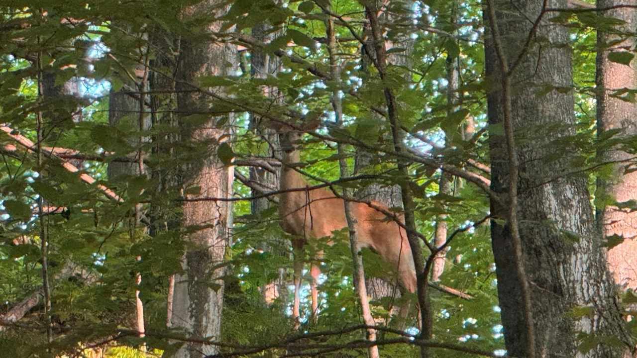 Central Lake, Michigan 49622, United States, 2 Bedrooms Bedrooms, ,1 BathroomBathrooms,Residential,Active,186077