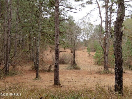 301 COUNTY RD 31, HEIDELBERG, MS 39439 - Image ece4e6105a08f6bebfdeeeee2fb3835b/3581494109