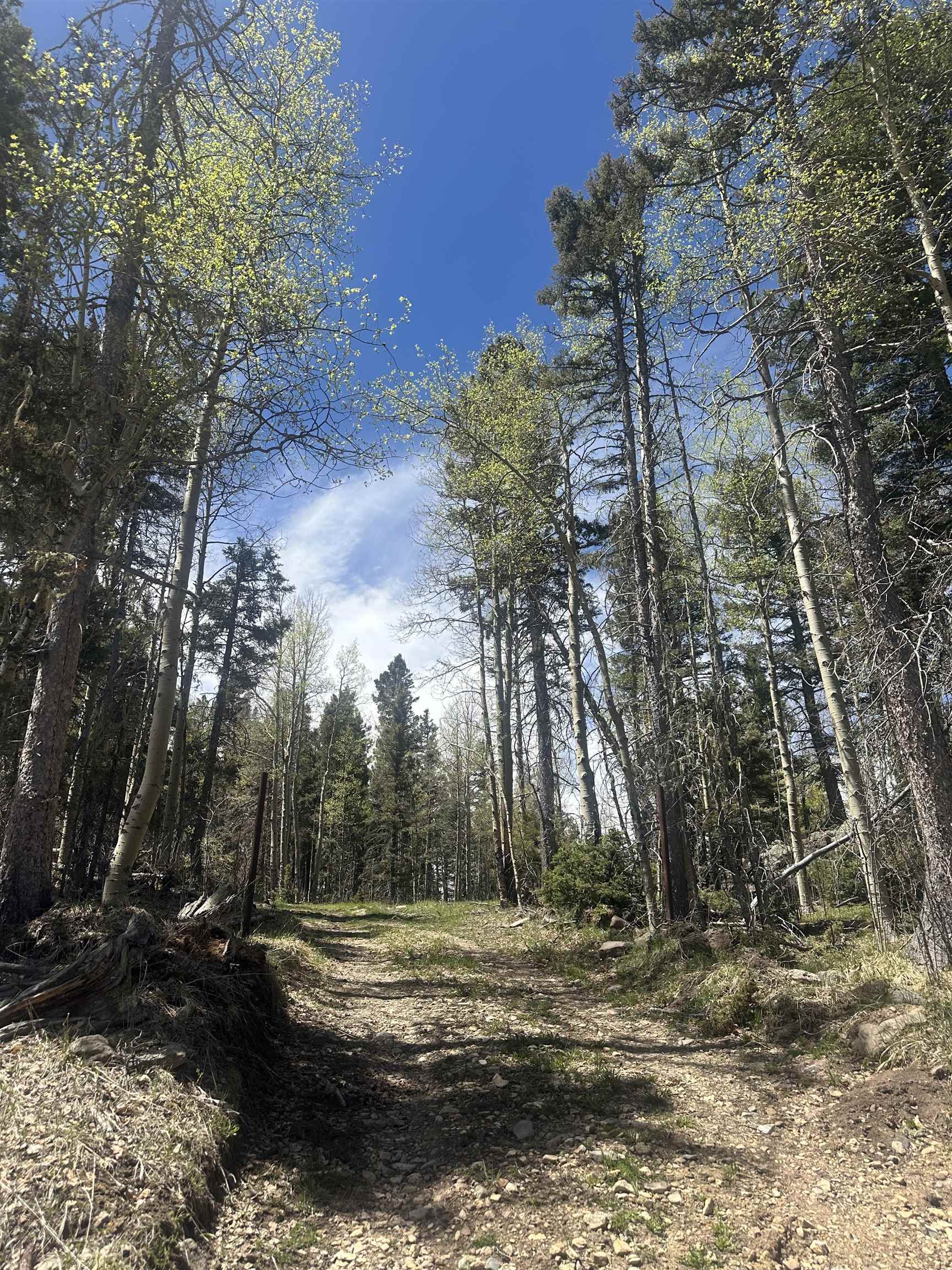 Lot 86 Elk Horn Drive, Angel Fire, New Mexico image 4