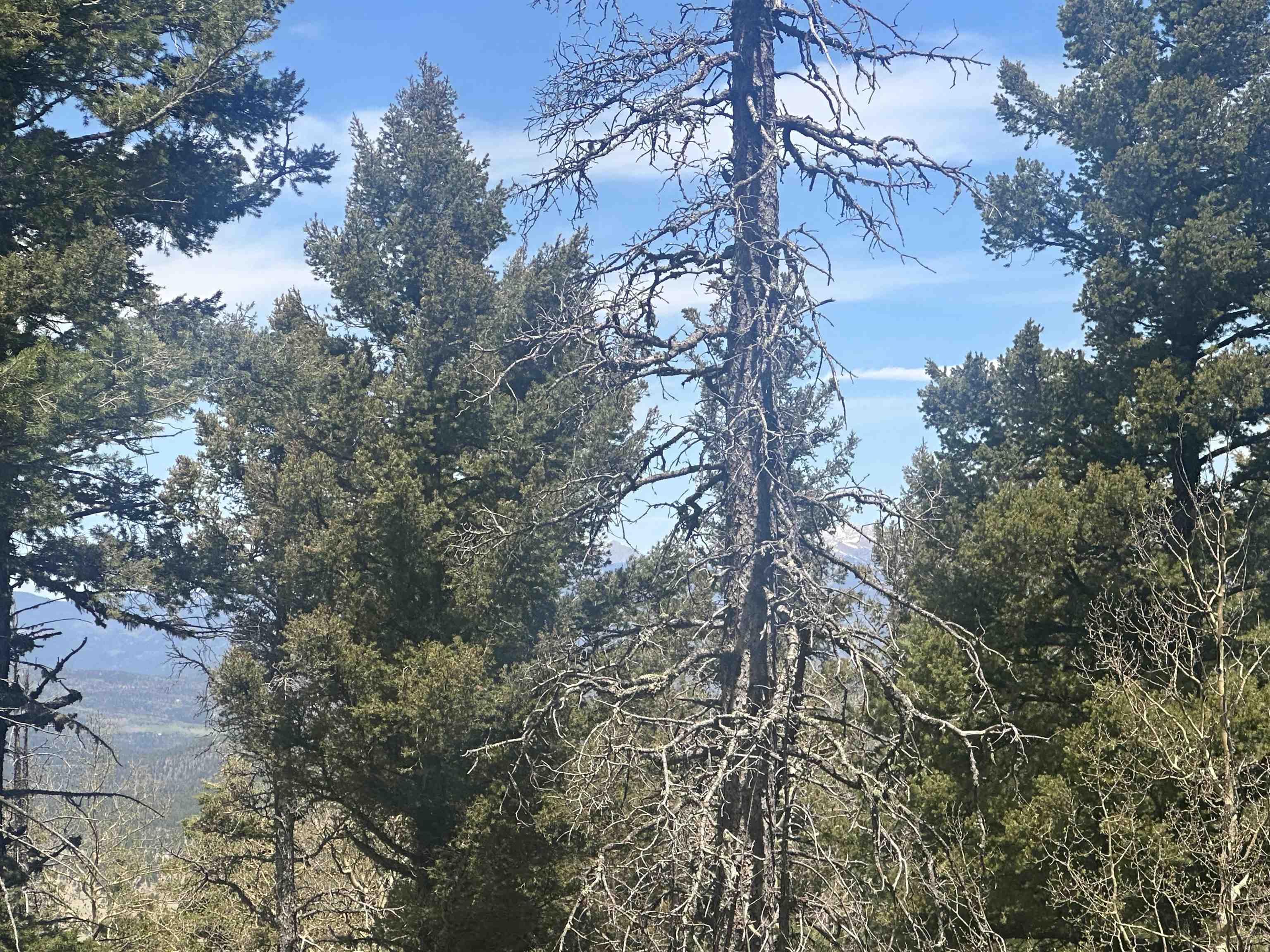 Lot 86 Elk Horn Drive, Angel Fire, New Mexico image 9