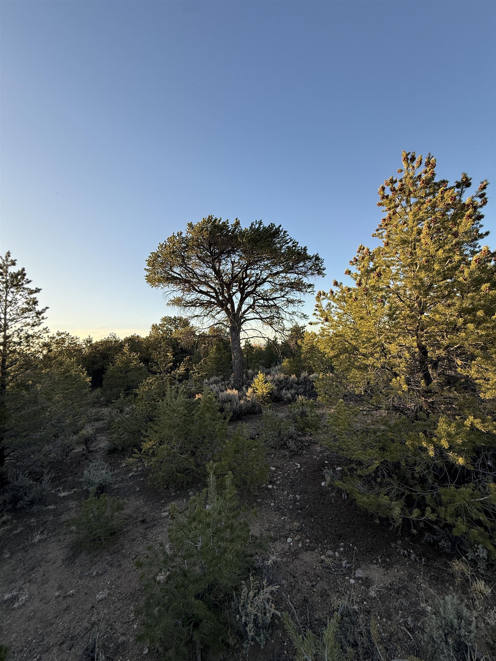TBD Jedidiah Rd, Questa, New Mexico image 8
