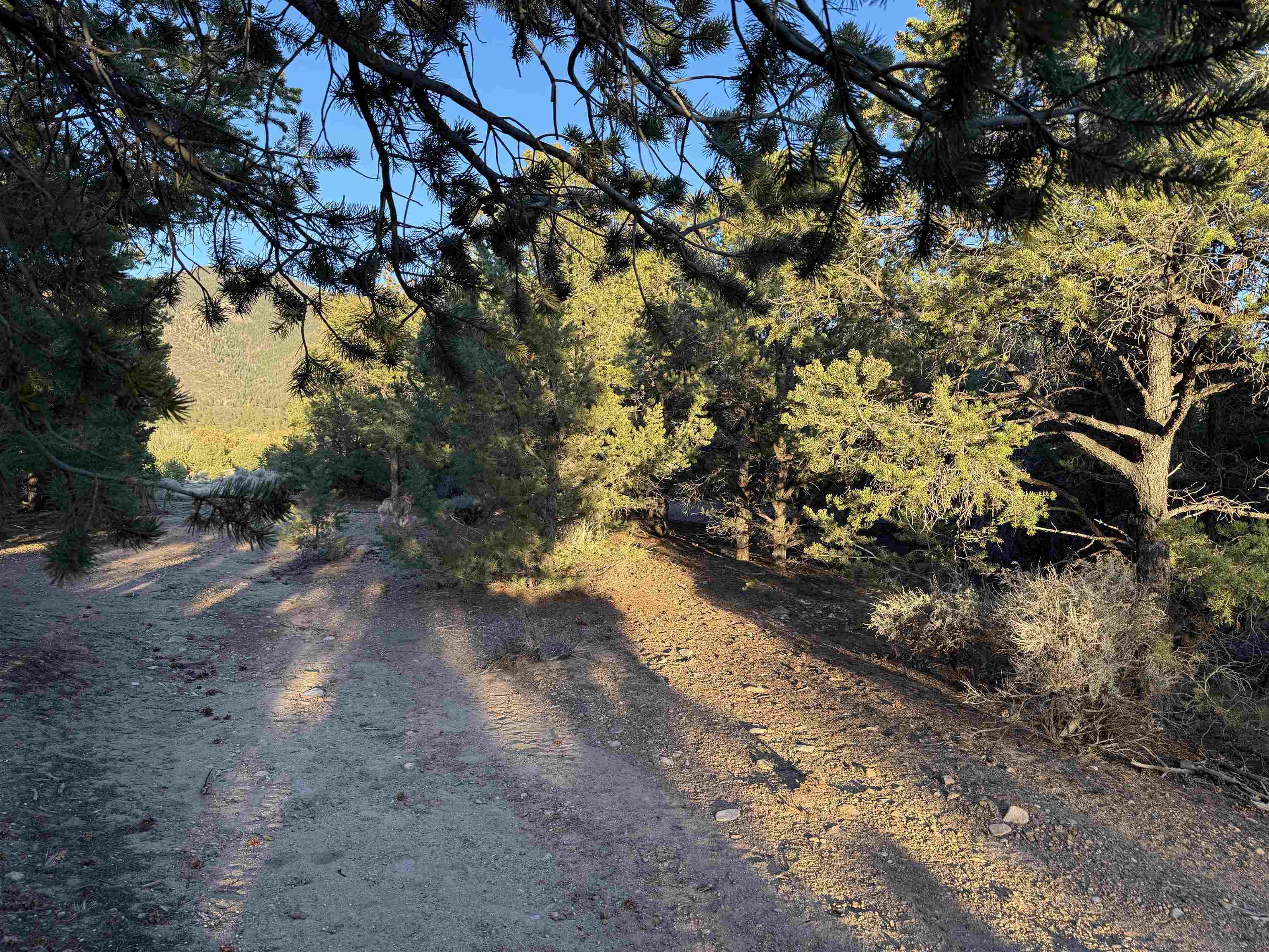 TBD Jedidiah Rd, Questa, New Mexico image 11