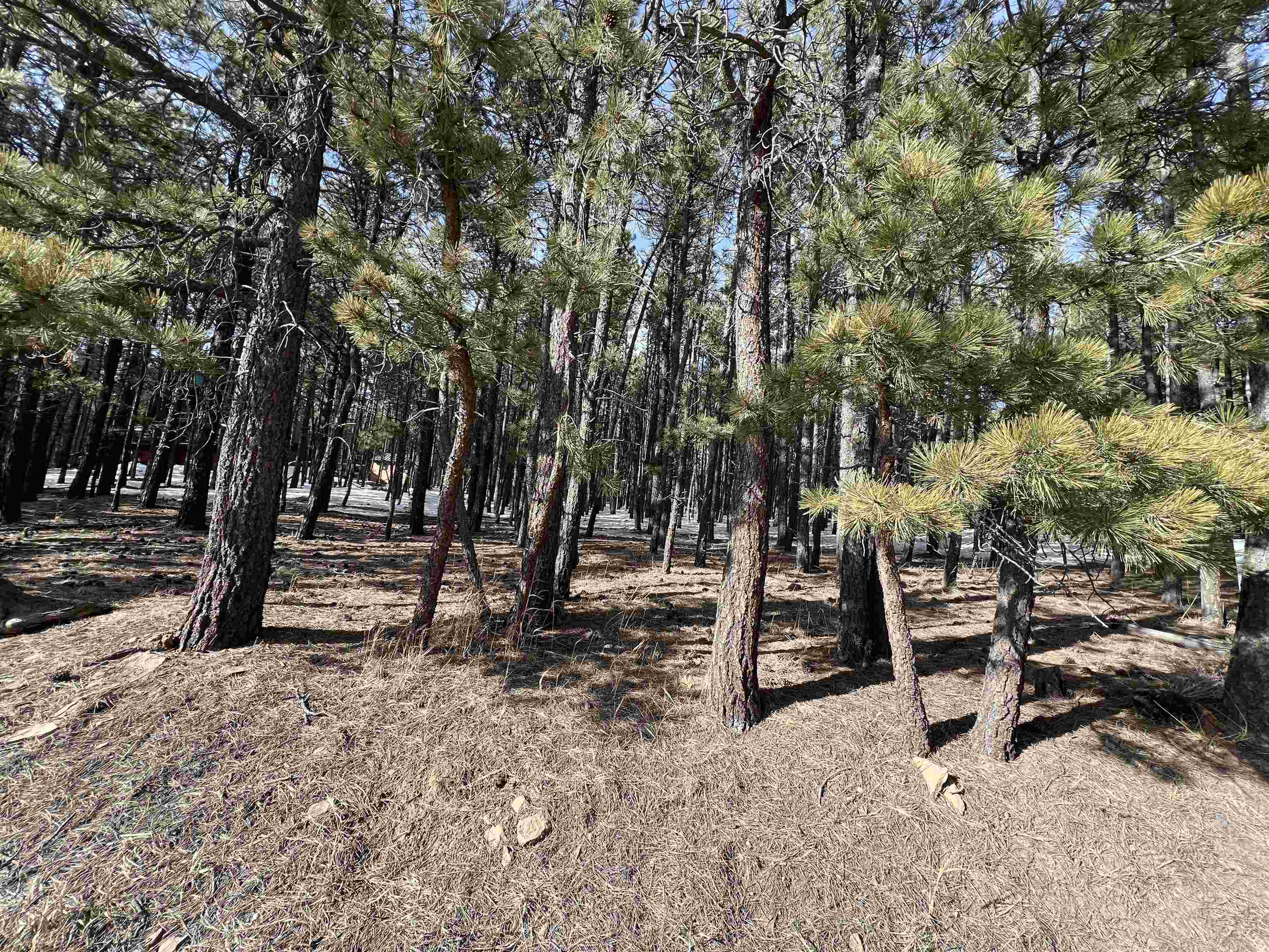 Lot 563 Lakeview Park Drive, Angel Fire, New Mexico image 8