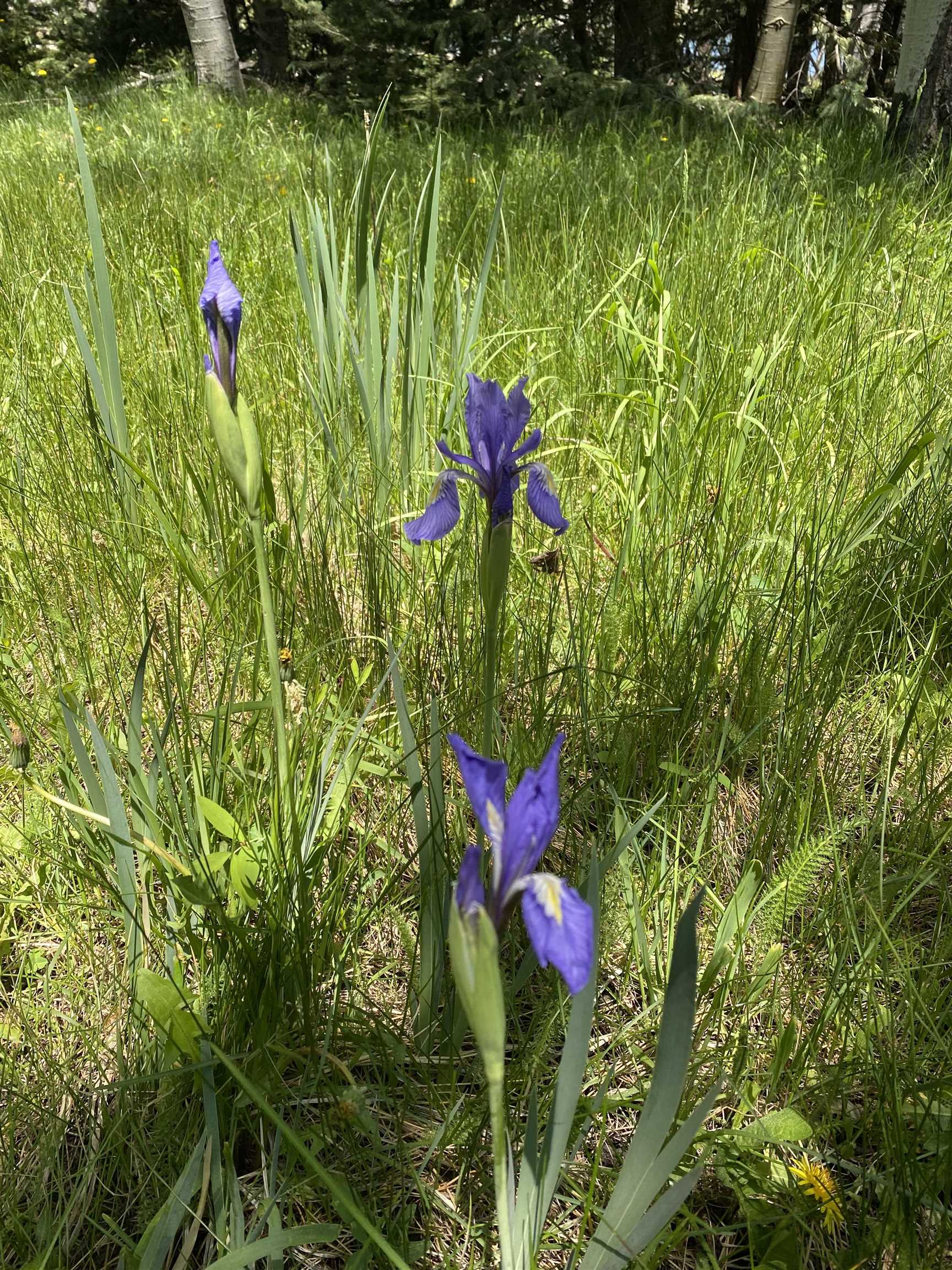 Lot 40 AB Hidden Lake Circle, Angel Fire, New Mexico image 12