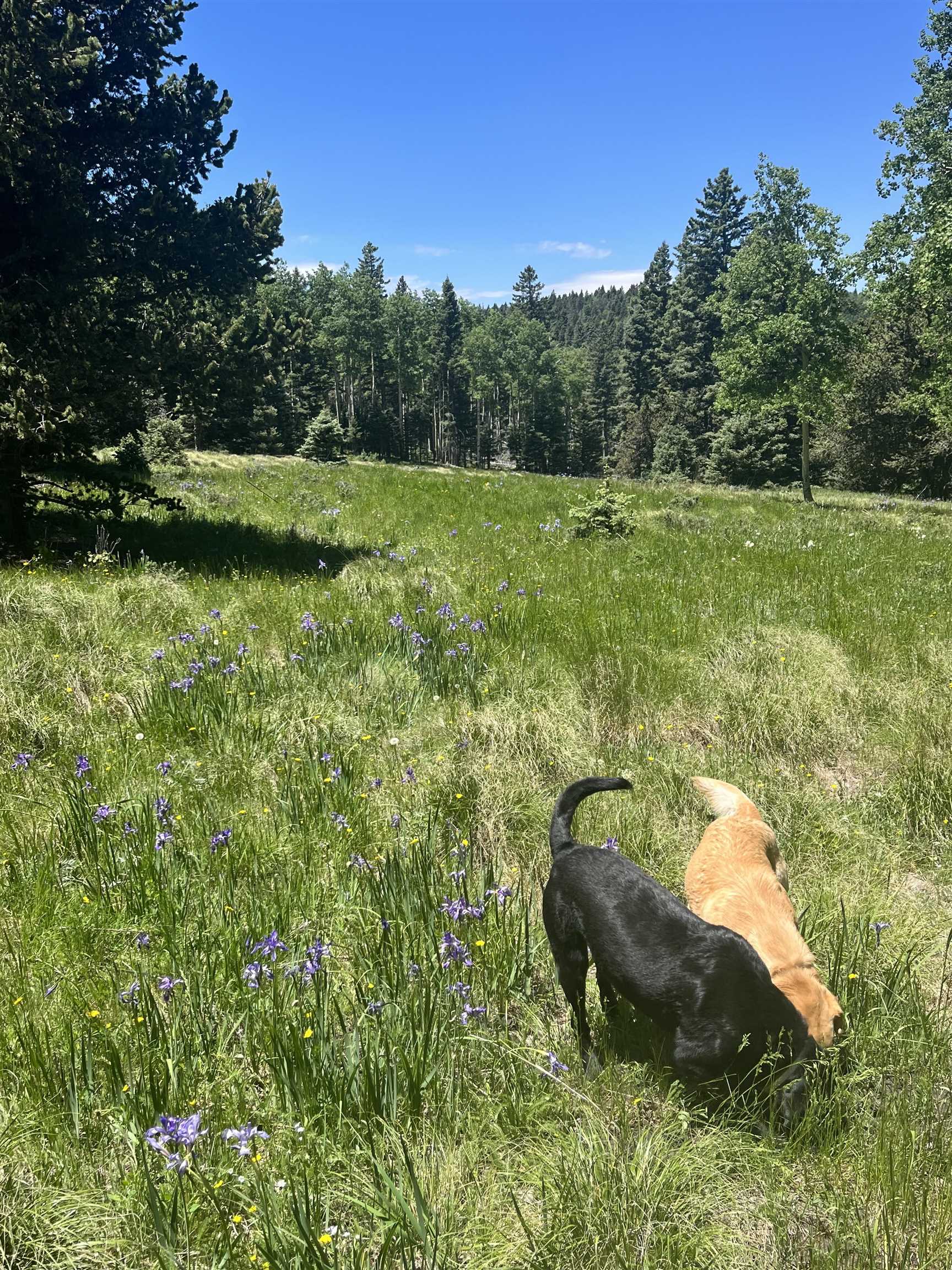 Lot 40 AB Hidden Lake Circle, Angel Fire, New Mexico image 8