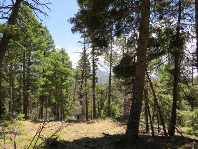 TBD Sierra Blanca Trail Lot 11 Street, Angel Fire, Florida image 22