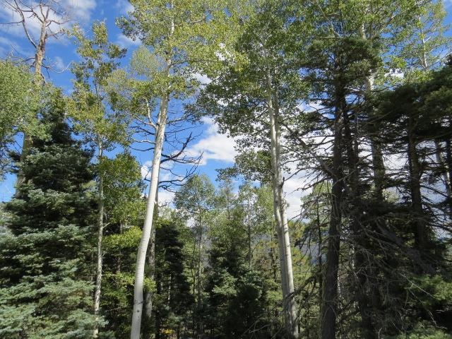 TBD Sierra Blanca Trail Lot 11 Street, Angel Fire, Florida image 29