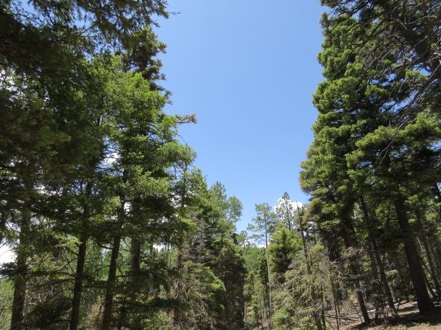 TBD Sierra Blanca Trail Lot 11 Street, Angel Fire, Florida image 10