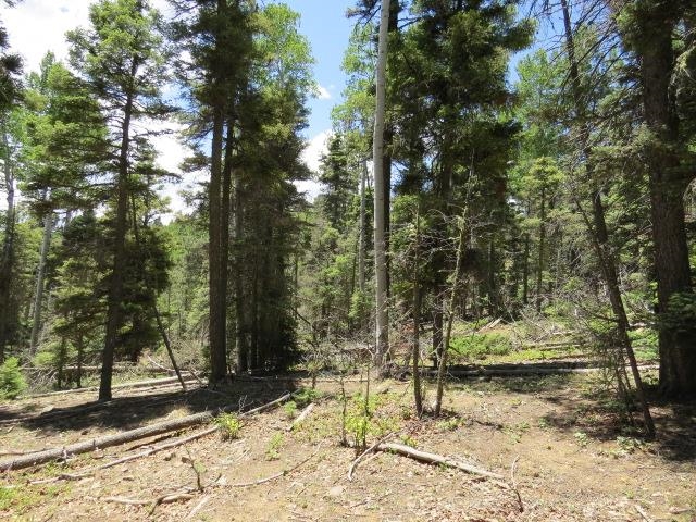 TBD Sierra Blanca Trail Lot 11 Street, Angel Fire, Florida image 21