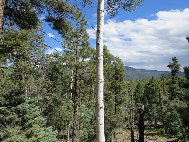 TBD Sierra Blanca Trail Lot 11 Street, Angel Fire, Florida image 8