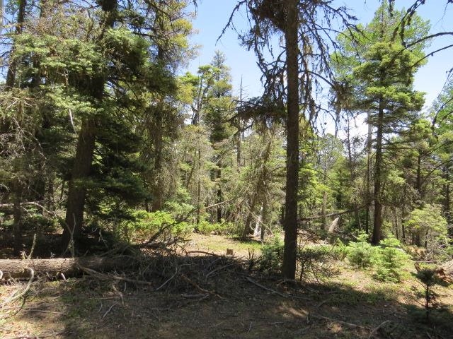 TBD Sierra Blanca Trail Lot 11 Street, Angel Fire, Florida image 19