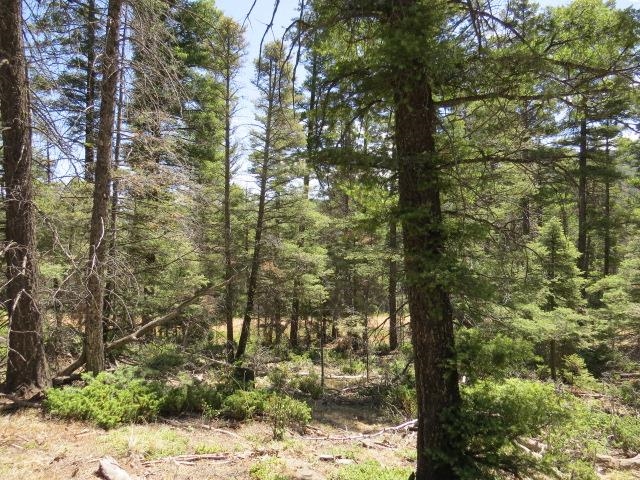 TBD Peak Place Lot 213 Road, Angel Fire, Florida image 13