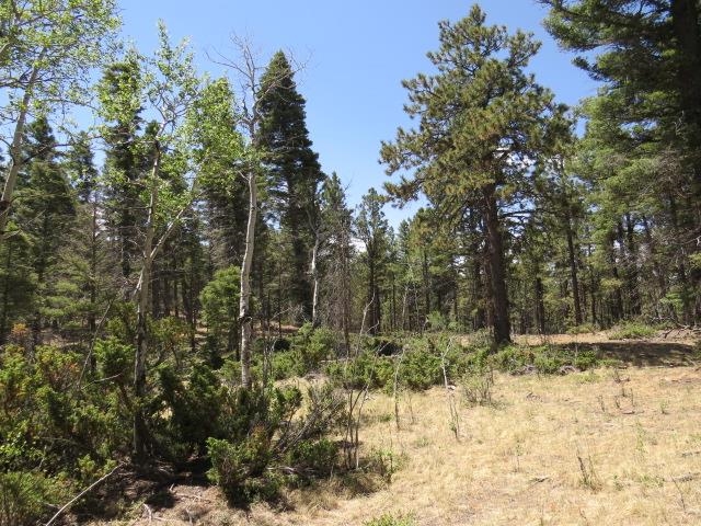 TBD Peak Place Lot 213 Road, Angel Fire, Florida image 16