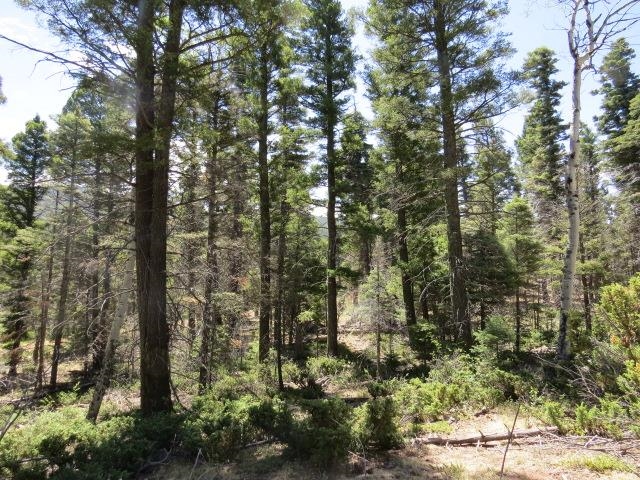 TBD Peak Place Lot 213 Road, Angel Fire, Florida image 2