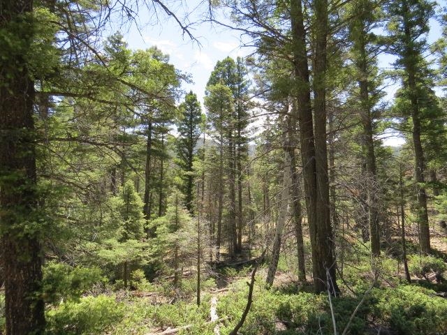 TBD Peak Place Lot 213 Road, Angel Fire, Florida image 12