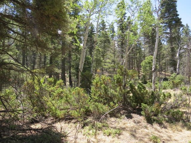 TBD Peak Place Lot 213 Road, Angel Fire, Florida image 17