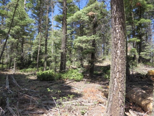 TBD Peak Place Lot 213 Road, Angel Fire, Florida image 4