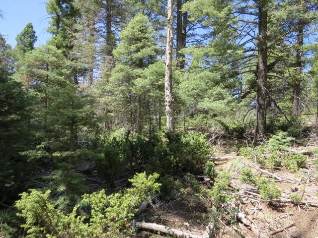 TBD Peak Place Lot 213 Road, Angel Fire, Florida image 7