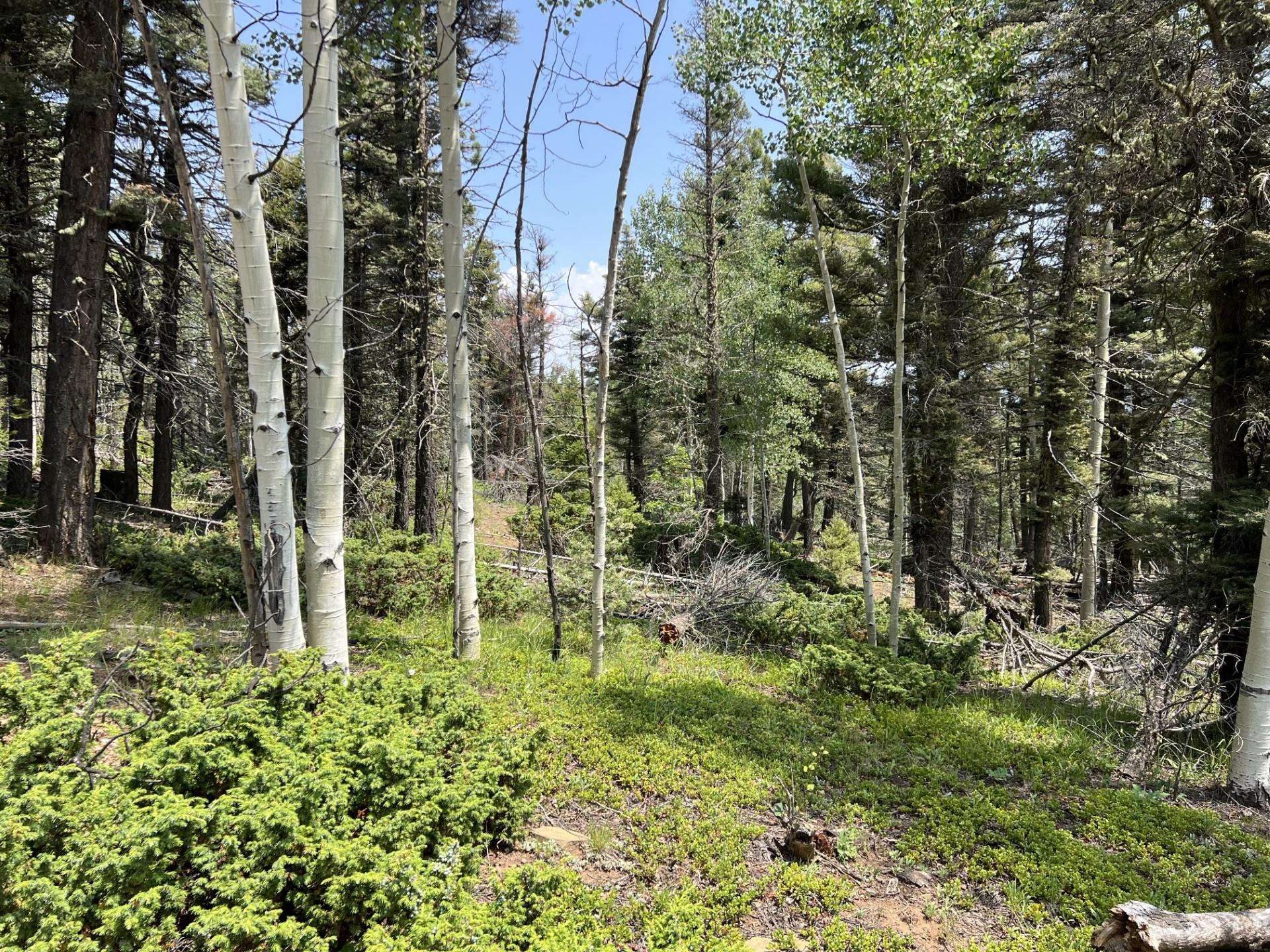 Lot 198A Taos Dr, Angel Fire, New Mexico image 8