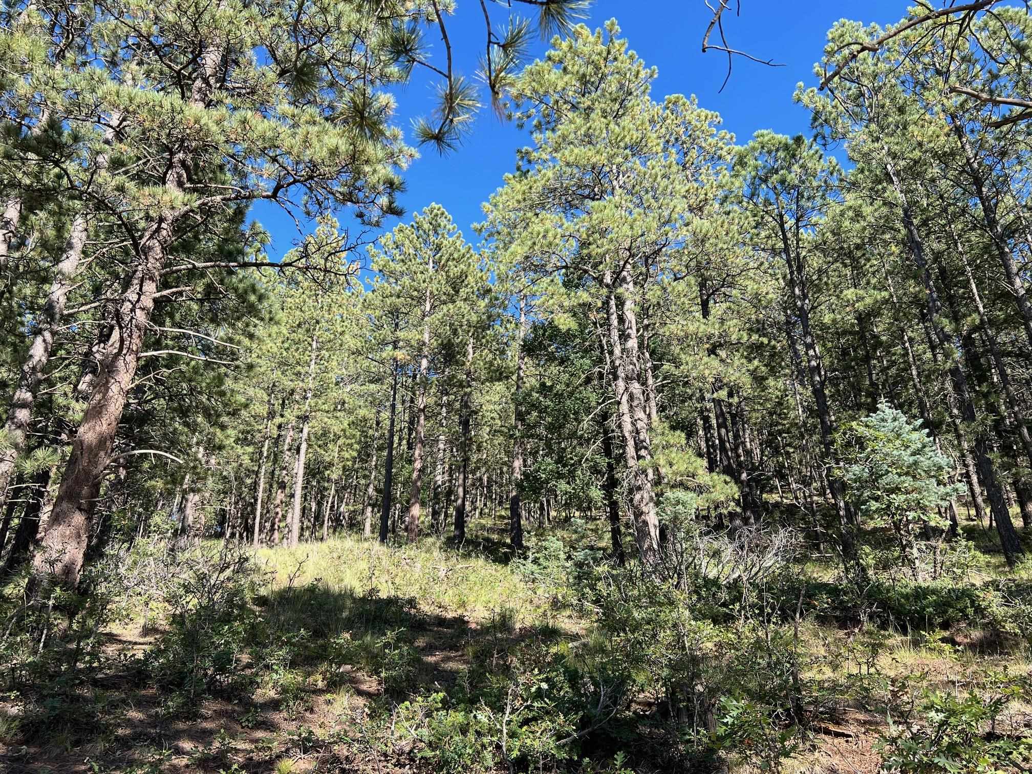 141 AFV N Back Basin Road, Angel Fire, New Mexico image 11