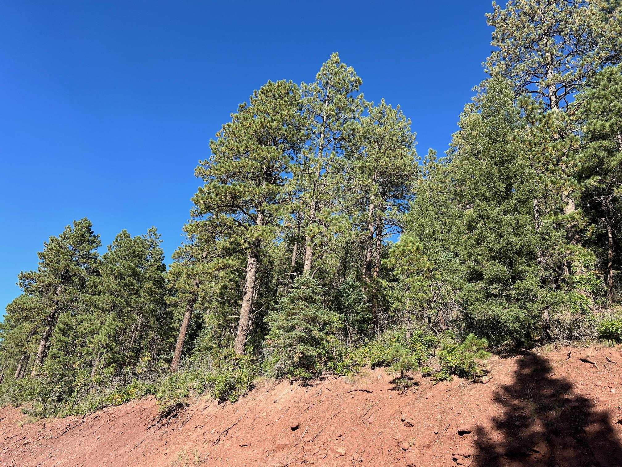 141 AFV N Back Basin Road, Angel Fire, New Mexico image 15