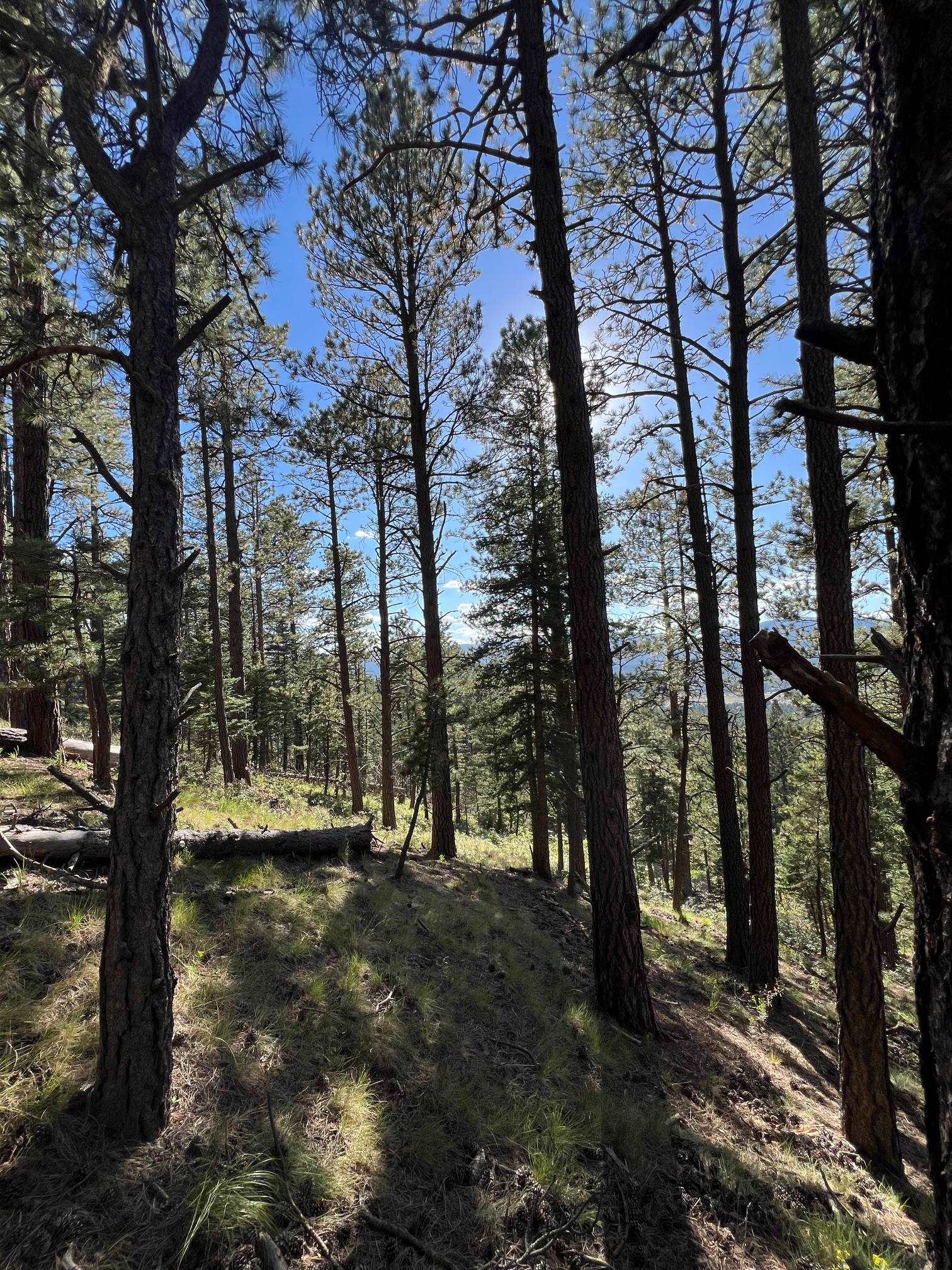 141 AFV N Back Basin Road, Angel Fire, New Mexico image 13