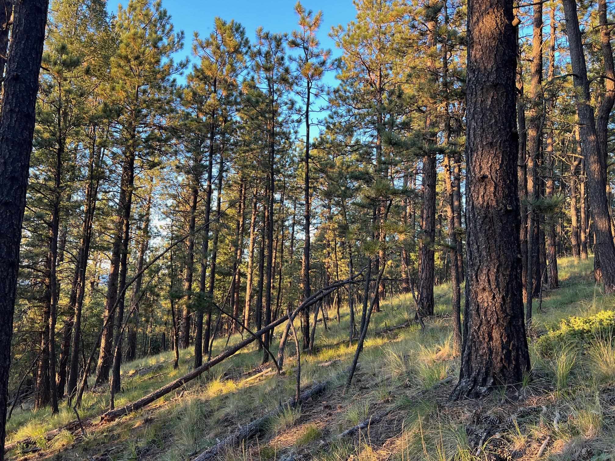 141 AFV N Back Basin Road, Angel Fire, New Mexico image 7