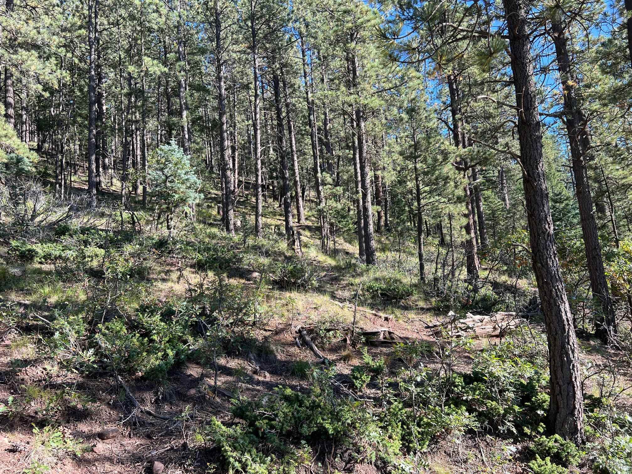 141 AFV N Back Basin Road, Angel Fire, New Mexico image 8