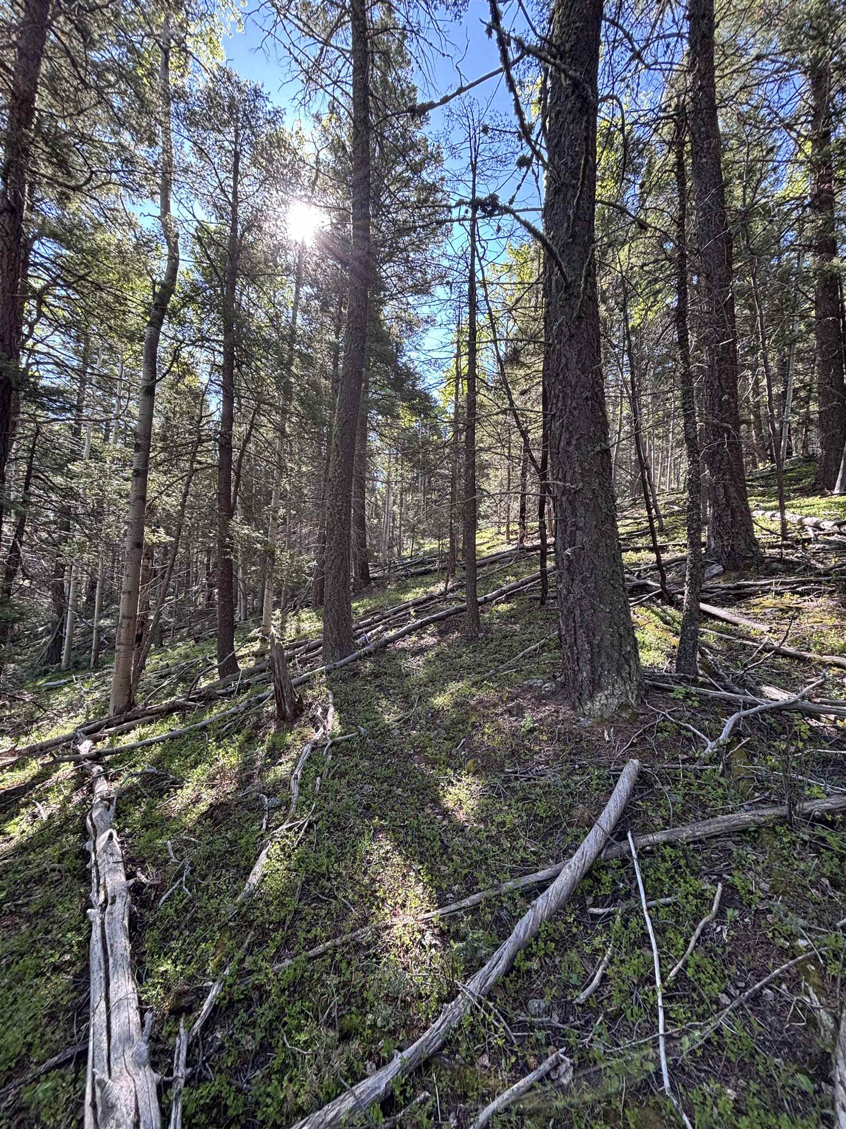 Lot 160 Back Basin Rd #20, Angel Fire, Texas image 6