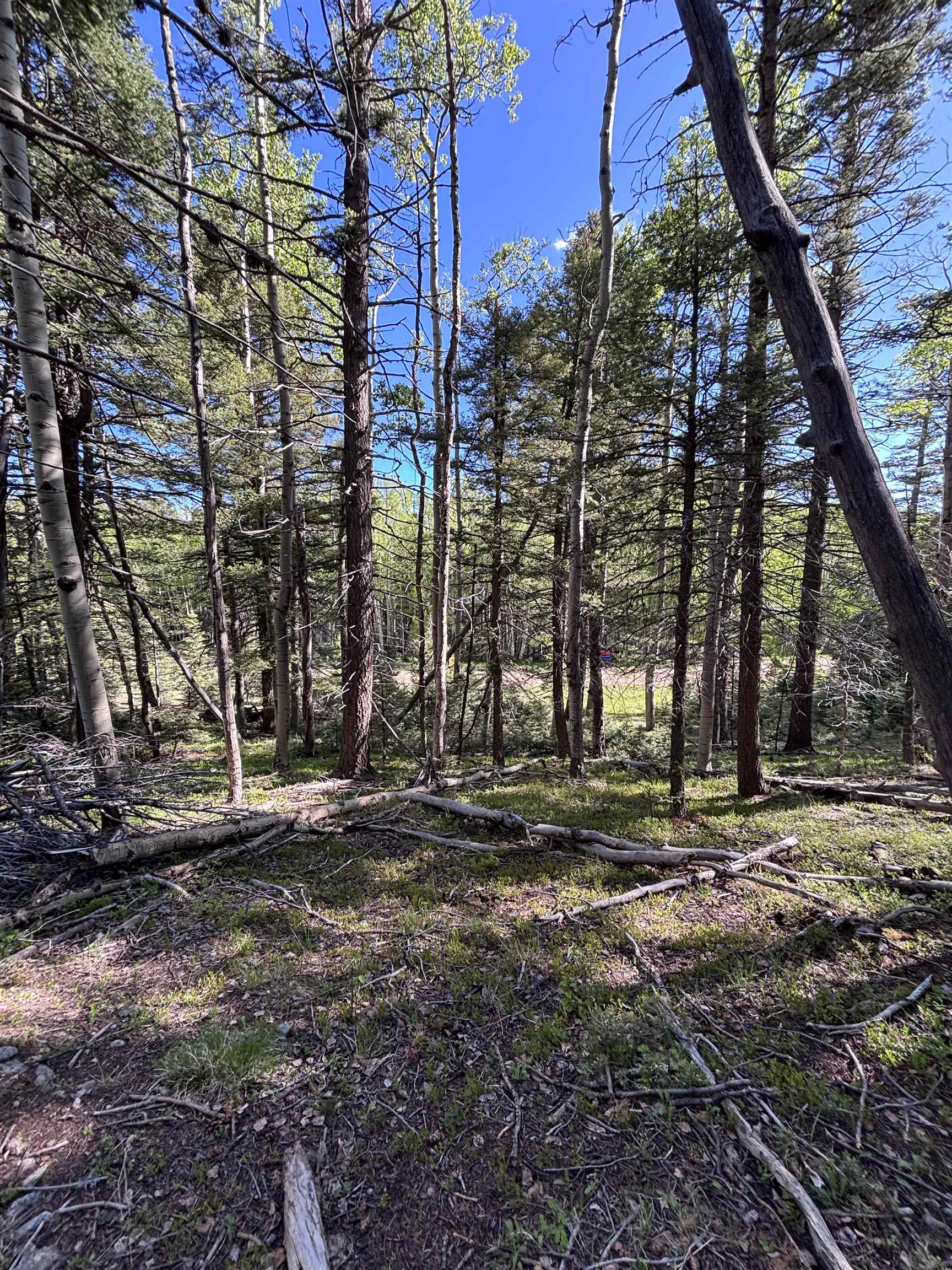 Lot 160 Back Basin Rd #20, Angel Fire, Texas image 9