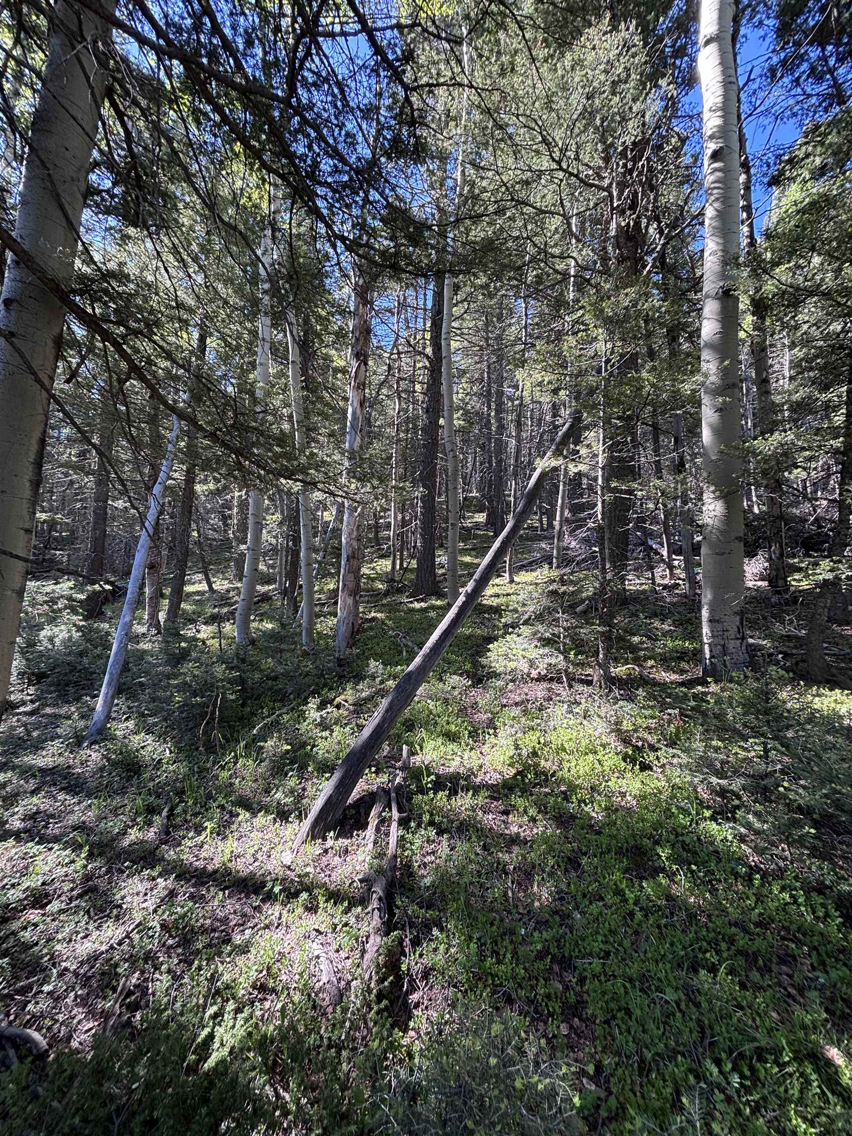 Lot 160 Back Basin Rd #20, Angel Fire, Texas image 5