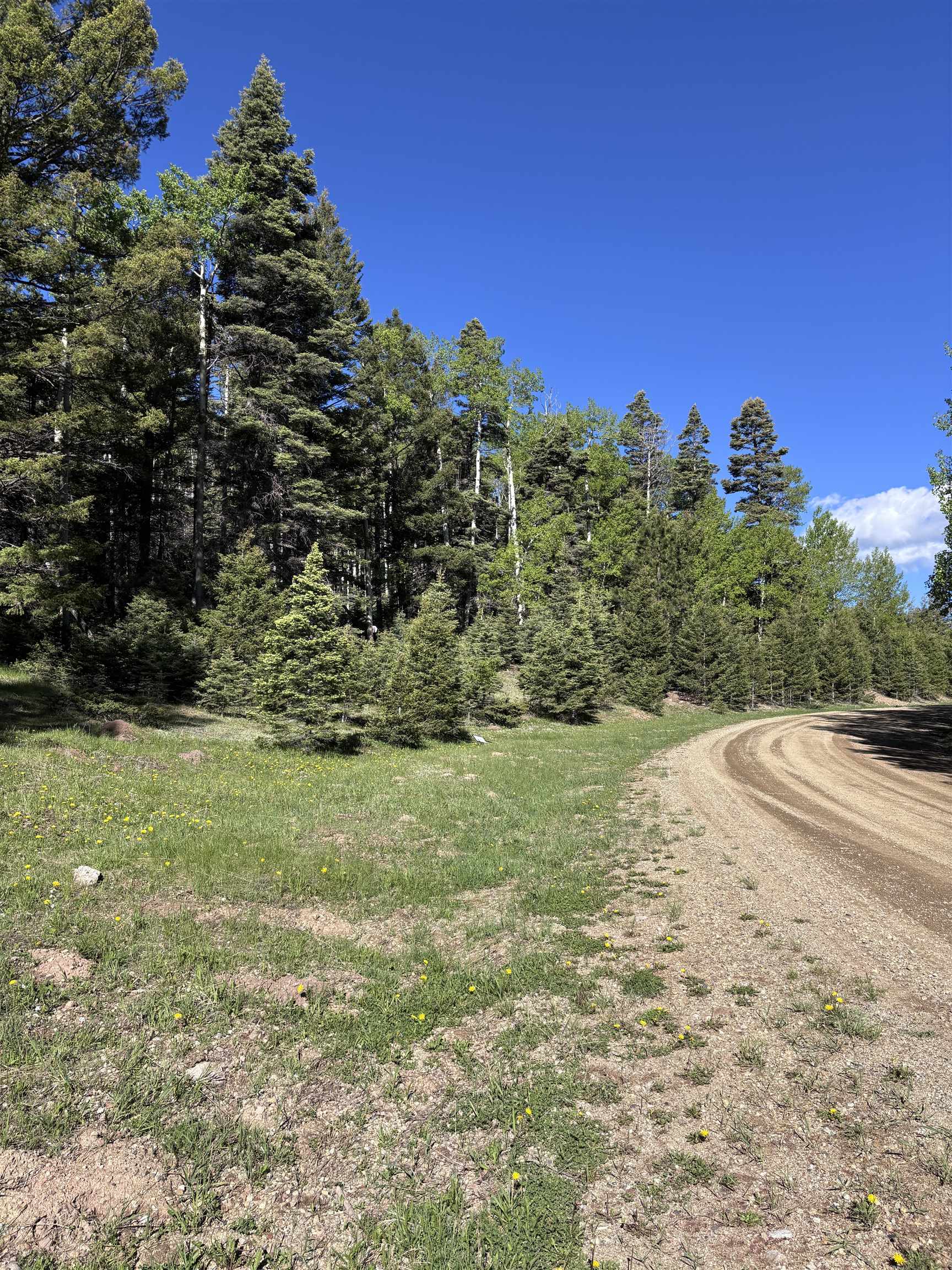 Lot 160 Back Basin Rd #20, Angel Fire, Texas image 3