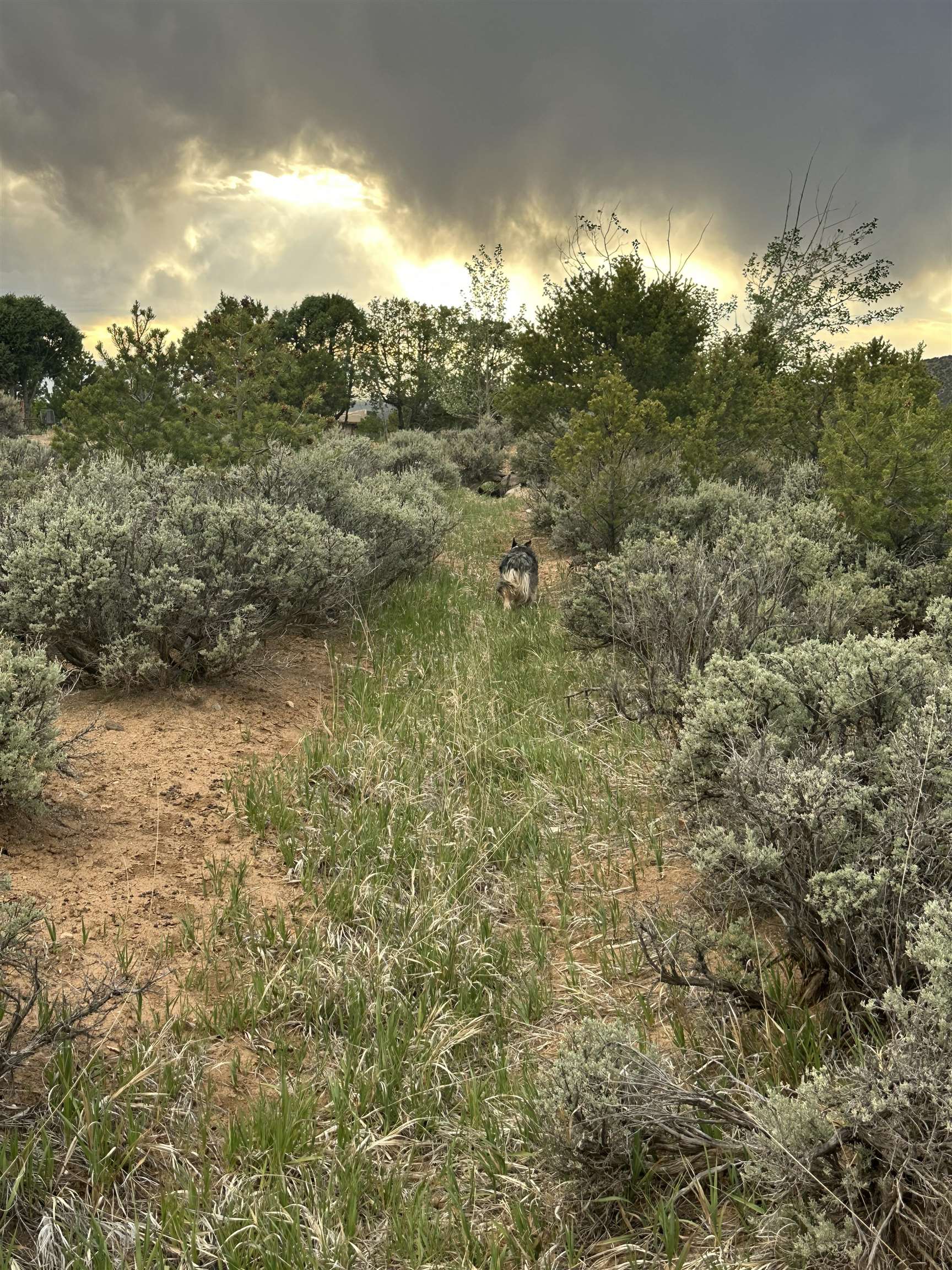 Off Vista Lejos, Arroyo Seco, New Mexico image 16