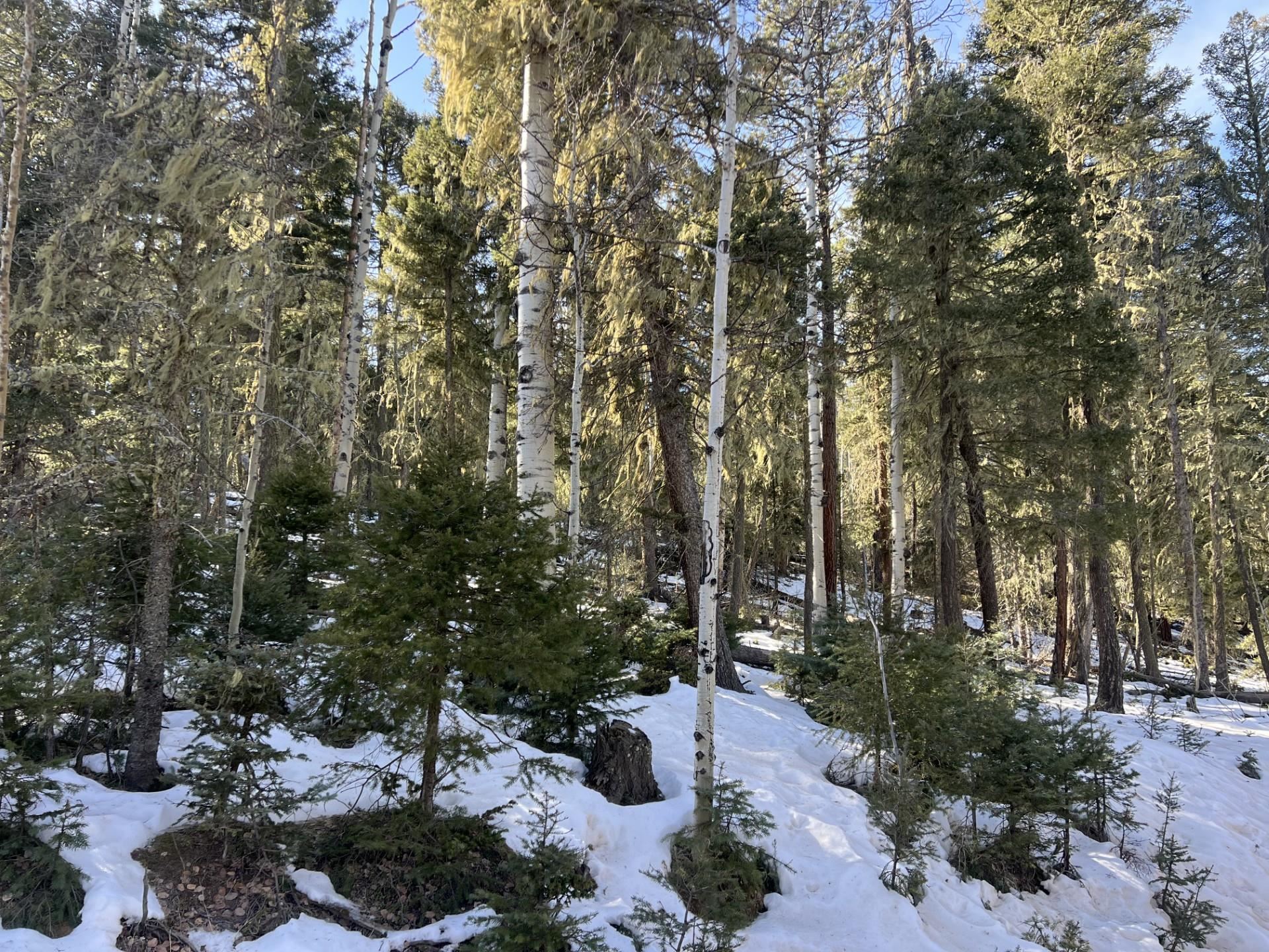 Lot 132 Rio Grande Terrace, Angel Fire, New Mexico image 2