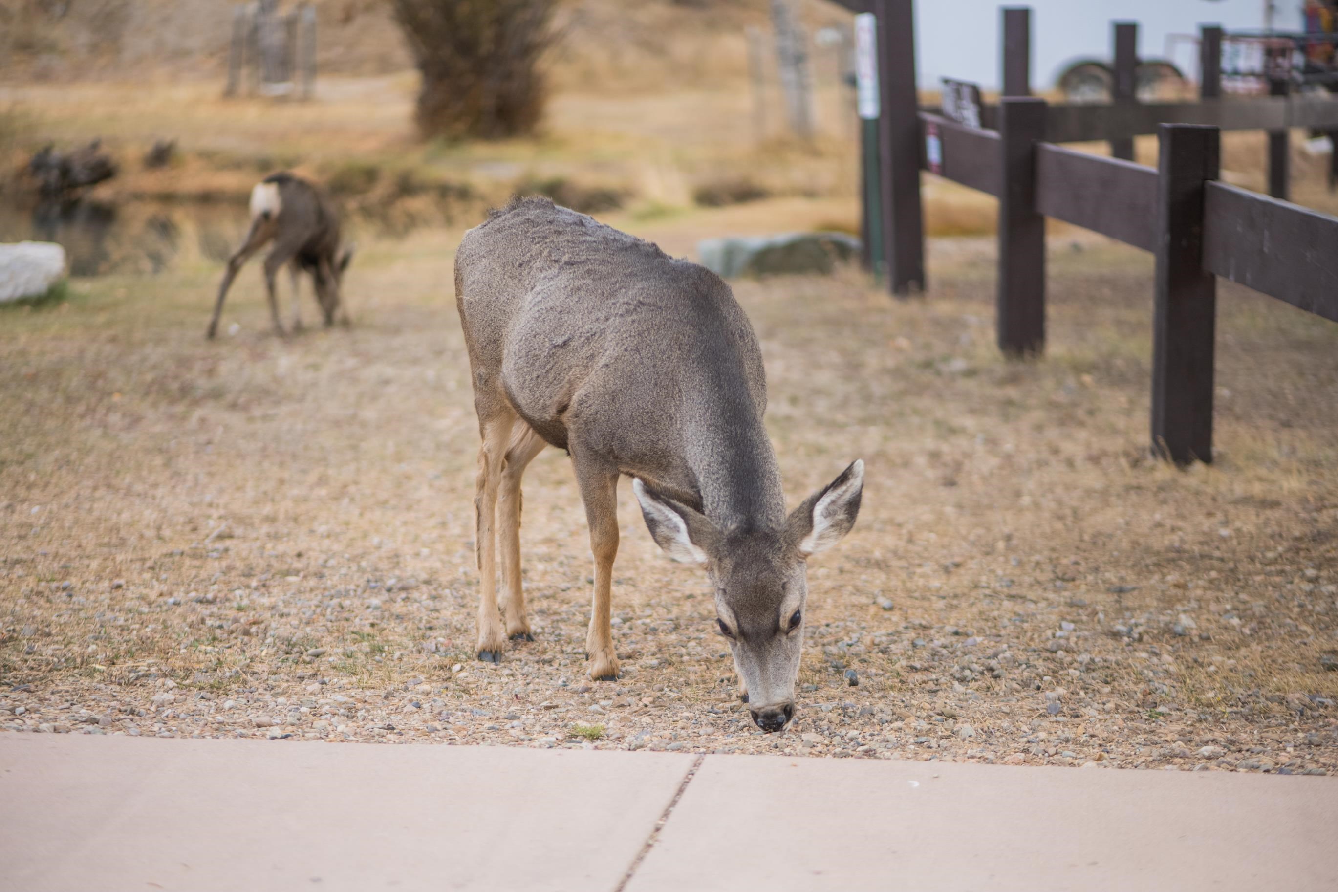 610 Claim Jumper St, Red River, New Mexico image 44