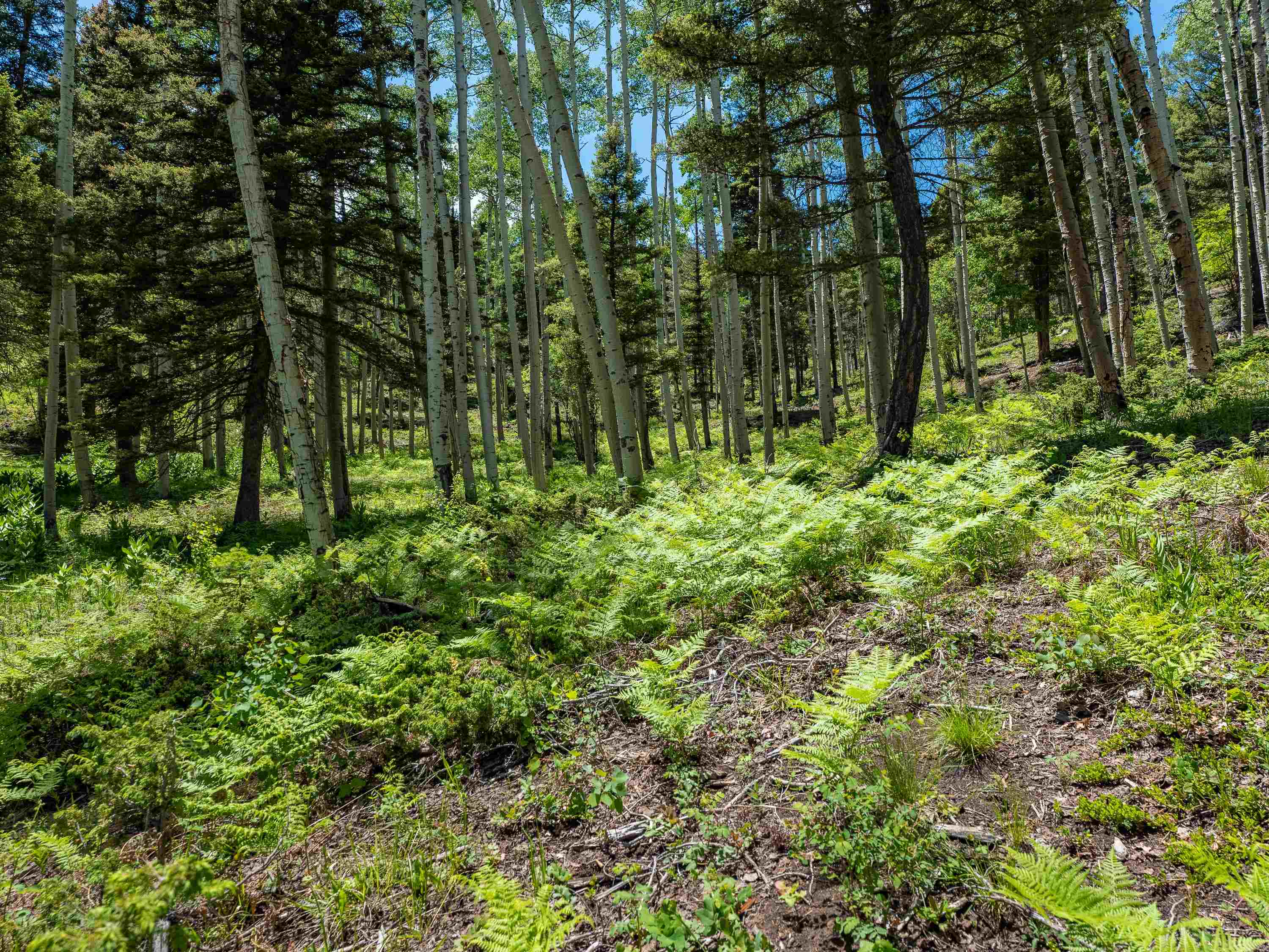 Angel Fire, New Mexico 87710, United States, ,Land,Active,163445
