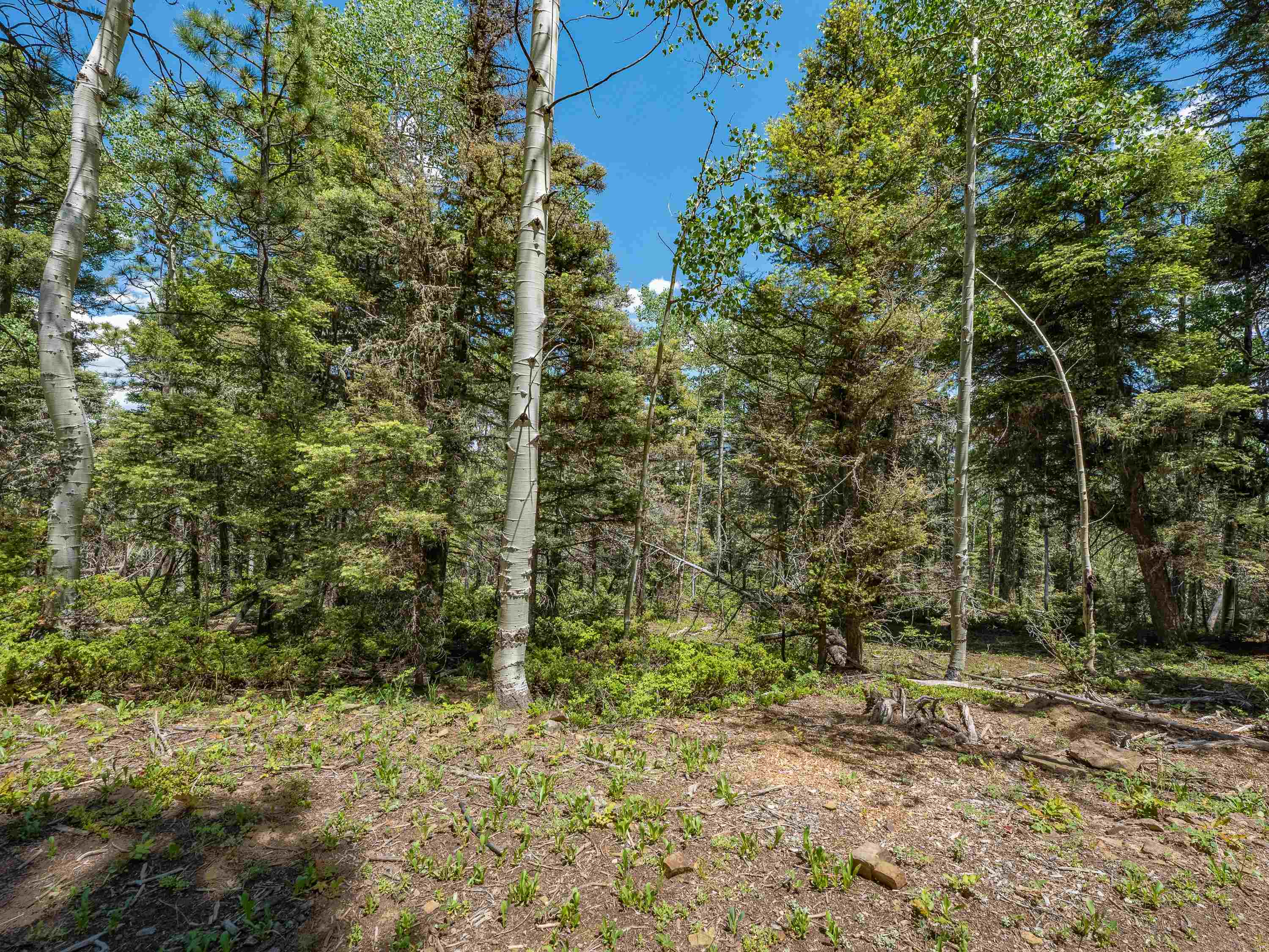 Angel Fire, New Mexico 87710, United States, ,Land,Active,163445